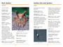 Sasol First Field Guide to Spiders & Scorpions of Southern Africa - ISBN 9781775844112 (inside pages 3)