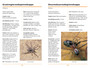 Sasol Eerste Veldgids tot Spinnekoppe en Skerpioene van Suider-Afrika (2de uitgawe) - ISBN 9781775844143 (inside pages 2)