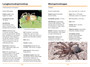 Sasol Eerste Veldgids tot Spinnekoppe en Skerpioene van Suider-Afrika (2de uitgawe) - ISBN 9781775844143 (inside pages 4)