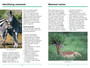 Sasol First Field Guide to Mammals of Southern Africa - ISBN 9781775844167 (inside pages 2)