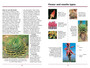 Sasol First Field Guide to Aloes of Southern Africa - ISBN 9781775844792 (inside pages 2)