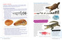 The Amazing Coelacanth - ISBN 9781775845027 (inside pages 4)