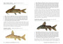 Fishes of the Okavango Delta & Chobe River, Botswana - ISBN 9781775845058 (inside pages 6)
