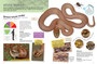 Kids' Snakes of Southern Africa - ISBN 9781775845089 (inside pages 2)
