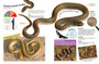 Kids' Snakes of Southern Africa - ISBN 9781775845089 (inside pages 3)