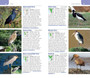 Pocket Guide to Birds of Namibia - ISBN 9781775845225 (inside pages 4)