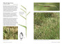Grasses of East Africa - ISBN 9781775845485 (inside pages 3)