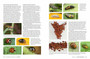 Pollinators, Predators & Parasites: The Ecological Roles of Insects in Southern Africa - ISBN 9781775845553 (inside pages 14)