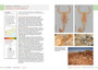 Field Guide to Scorpions of South Africa - ISBN 9781775845744 (inside pages 4)