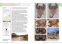 Field Guide to Scorpions of South Africa - ISBN 9781775845744 (inside pages 13)