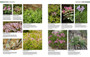 South African Indigenous Garden Plants: The Gardener's Guide - ISBN 9781775846505 (inside pages 8)