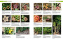 South African Indigenous Garden Plants: The Gardener's Guide - ISBN 9781775846505 (inside pages 12)