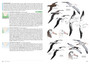 Sasol Birds of Southern Africa (5th edition) - ISBN 9781775846680 (inside pages 2)