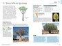 How to Identify Trees in Southern Africa (2nd edition) - ISBN 9781775846789 (inside pages 3)