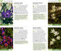 Pocket Guide Fynbos - ISBN 9781775846956 (inside pages 3)