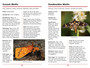 Sasol First Field Guide to Butterflies & Moths (2nd edition) - ISBN 9781775846970 (inside pages 4)