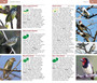 Pocket Guide Birds of Zambia - ISBN 9781775847144 (inside pages 2)