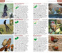 Pocket Guide Birds of Zambia - ISBN 9781775847144 (inside pages 4)