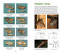 Flying Mammals: Quick ID Guide to the Bats of Africa - ISBN 9781775847281 (inside pages 1)
