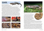 Snakes and Other Reptiles of Zambia and Malawi - ISBN 9781775847373 (inside pages 3)