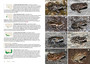 Field Guide to Fynbos Fauna - ISBN 9781775847397 (inside pages 3)