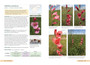 Saunders' Field Guide to Gladioli of South Africa - ISBN 9781775847618 (inside pages 1)