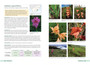 Saunders' Field Guide to Gladioli of South Africa - ISBN 9781775847618 (inside pages 6)