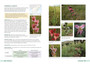 Saunders' Field Guide to Gladioli of South Africa - ISBN 9781775847618 (inside pages 7)