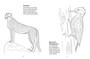 African Wildlife Colouring Book - ISBN 9781775847694 (inside pages 4)