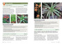 An Illustrated Guide to Medicinal Plants of East Africa - ISBN 9781775847878 (inside pages 3)