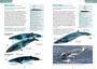 Marine Mammals: A Guide to the Whales, Dolphins and Seals of Southern Africa and the Southern Ocean - ISBN 9781775847892 (inside pages 3)