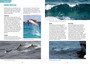 Marine Mammals: A Guide to the Whales, Dolphins and Seals of Southern Africa and the Southern Ocean - ISBN 9781775847892 (inside pages 4)