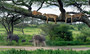 The Last Lions - ISBN 9781775848097 (inside pages 1)