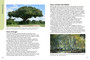 Nature Now: Trees of Kruger - ISBN 9781775848172 (inside pages 2)