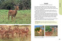Nature Now: Mammals of Kruger - ISBN 9781775848196 (inside pages 3)