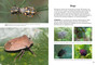 Nature Now: Insects and Other Critters of Kruger - ISBN 9781775848219 (inside pages 1)