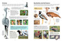 Kids' Birds of Southern Africa - ISBN 9781775848318 (inside pages 1)