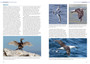 Guide to Seabirds of Southern Africa (2nd edition) - ISBN 9781775848479 (inside pages 12)