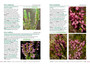 Ericas of the Fynbos - ISBN 9781775848578 (inside pages 2)