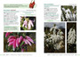 Ericas of the Fynbos - ISBN 9781775848578 (inside pages 9)