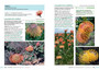 Proteas of the Fynbos - ISBN 9781775848592 (inside pages 12)