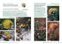 Proteas of the Fynbos - ISBN 9781775848592 (inside pages 13)