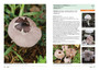 Field Guide to Mushrooms & Other Fungi of South Africa (2nd edition) - ISBN 9781775848639 (inside pages 3)