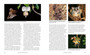 The African Baobab (2nd edition) - ISBN 9781775848691 (inside pages 6)