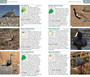 Pocket Guide Birds of Botswana - ISBN 9781775848813 (inside pages 7)