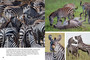 Wildlife of Serengeti & Ngorongoro Conservation Area - ISBN 9781775848837 (inside pages 4)