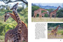 Wildlife of Serengeti & Ngorongoro Conservation Area - ISBN 9781775848837 (inside pages 6)