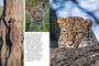 Wildlife of Serengeti & Ngorongoro Conservation Area - ISBN 9781775848837 (inside pages 9)