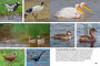 Wildlife of Serengeti & Ngorongoro Conservation Area - ISBN 9781775848837 (inside pages 15)