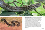 Wildlife of Serengeti & Ngorongoro Conservation Area - ISBN 9781775848837 (inside pages 18)